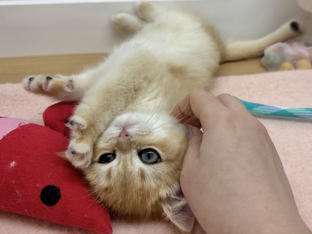 ブリティッシュショートヘア