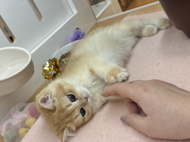 ブリティッシュショートヘア