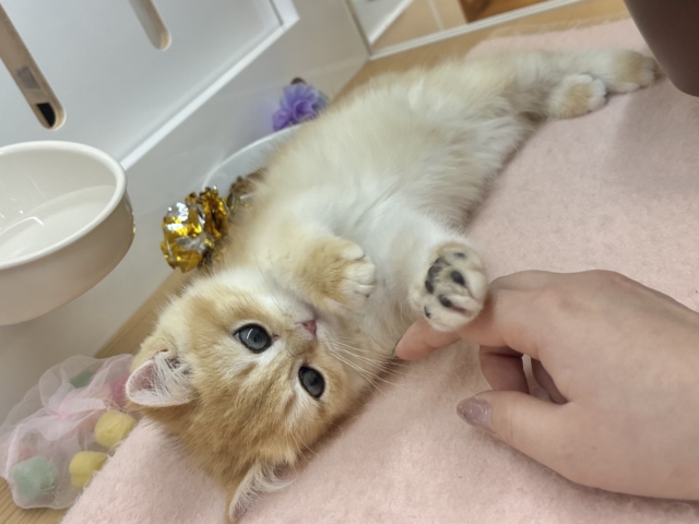 ブリティッシュショートヘア