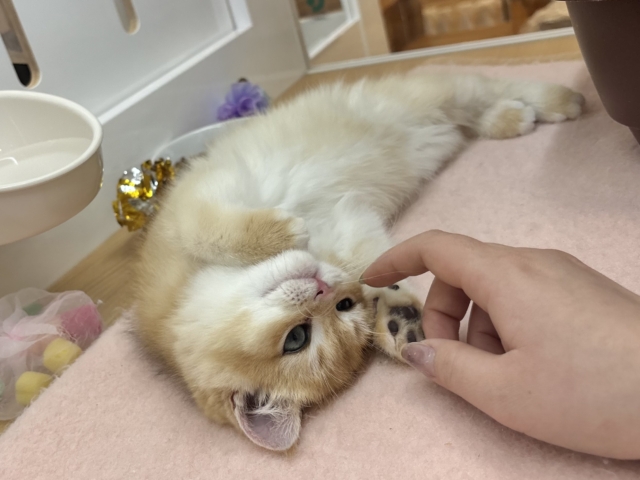 ブリティッシュショートヘア