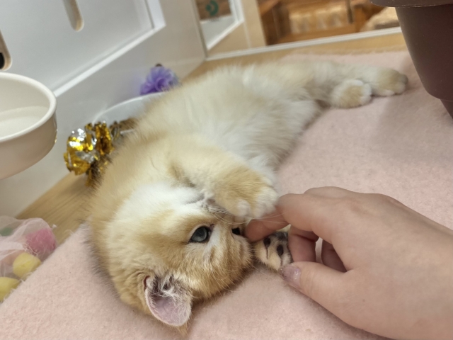 ブリティッシュショートヘア