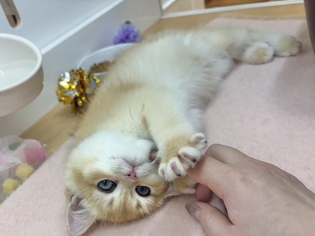 ブリティッシュショートヘア