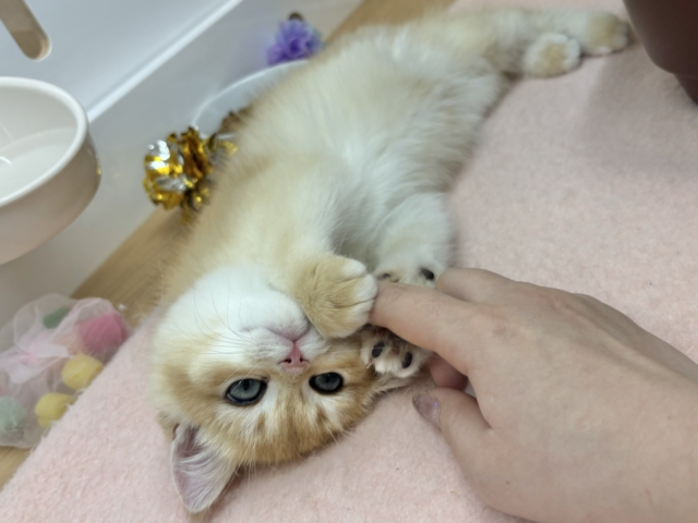 ブリティッシュショートヘア