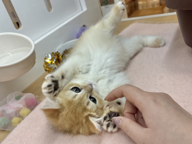 ブリティッシュショートヘア