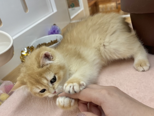 ブリティッシュショートヘア