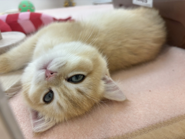 ブリティッシュショートヘア