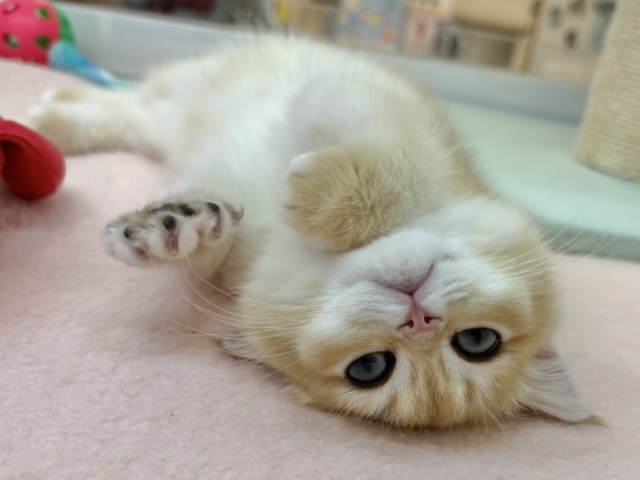 ブリティッシュショートヘア