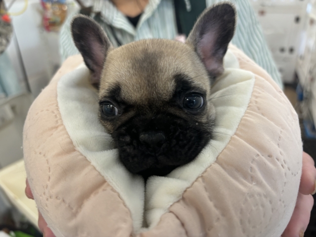 フレンチブルドッグ