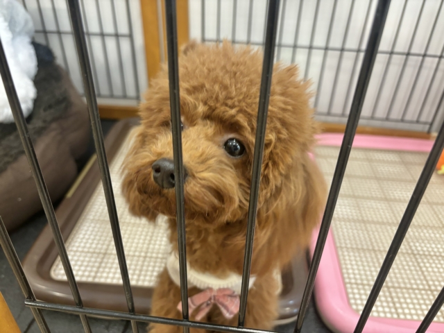 アイドルグループのセンターです♡トイプードルちゃん! トイプードル