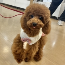 アイドルグループのセンターです♡トイプードルちゃん！