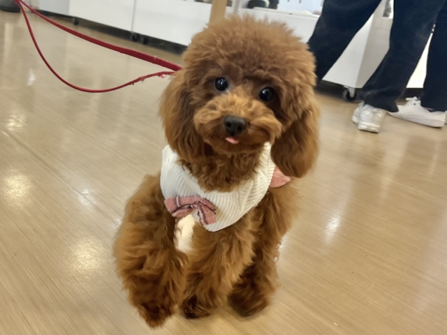 アイドルグループのセンターです♡トイプードルちゃん！