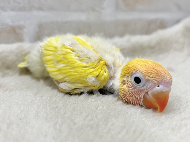 ヤマブキボタンインコ