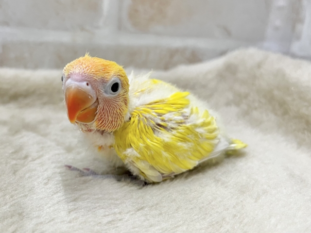 ヤマブキボタンインコ