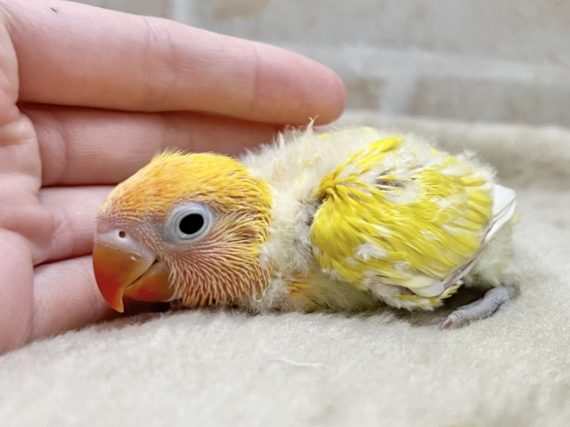 ヤマブキボタンインコ