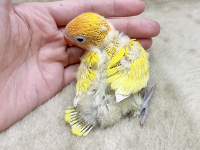 ヤマブキボタンインコ