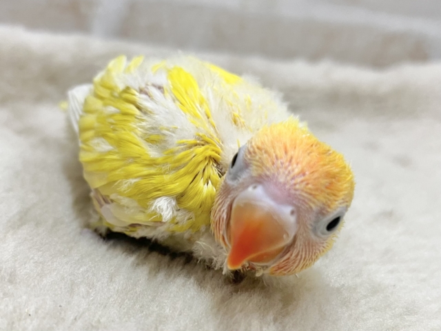 ヤマブキボタンインコ