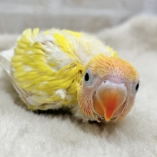 太陽サンサン☀️☀️☀️　ヤマブキボタンインコ（イエロー）