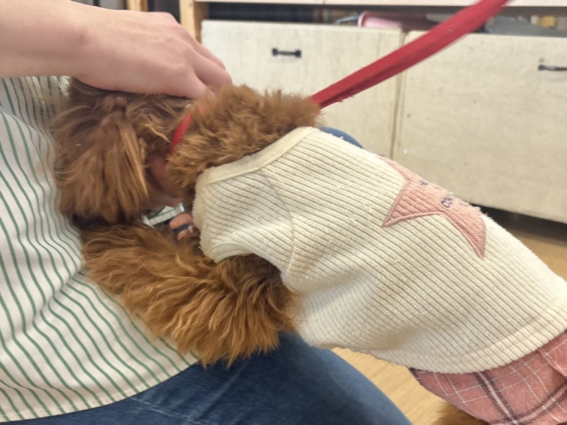 アイドルグループのセンターです♡トイプードルちゃん! トイプードル