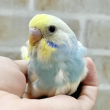 ゆめかわプリチー💓　セキセイインコ（パステルレインボーパイド）