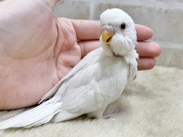 セキセイインコ