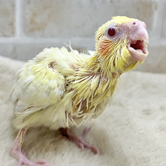 主張控えめな模様がオシャレ✨ オカメインコ（ルチノーパール）