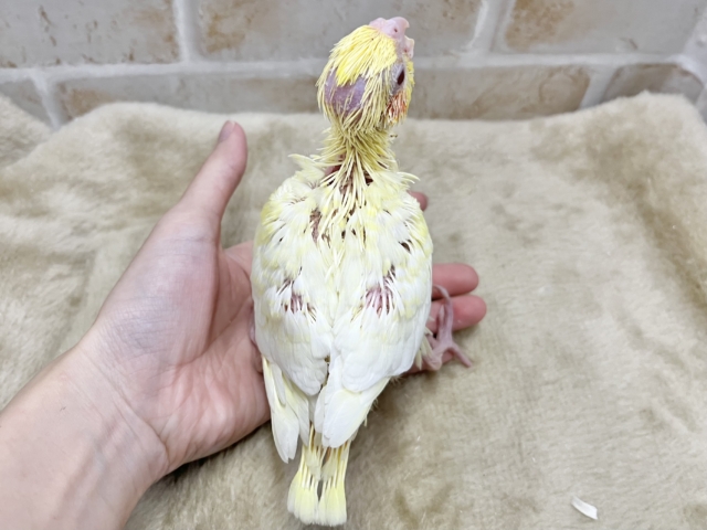 オカメインコ
