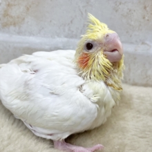 黄色い頭のヒヨコちゃん🐤💕　オカメインコ（ルチノー）