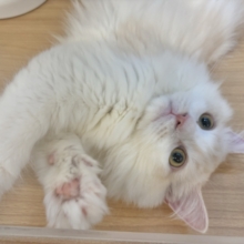 超ホヤホヤ最新画像✨ほんとは……とびっきり甘えたい♥ラガマフィンくん！