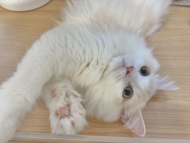 超ホヤホヤ最新画像✨ほんとは……とびっきり甘えたい♥ラガマフィンくん！