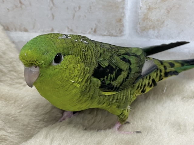 サザナミインコ