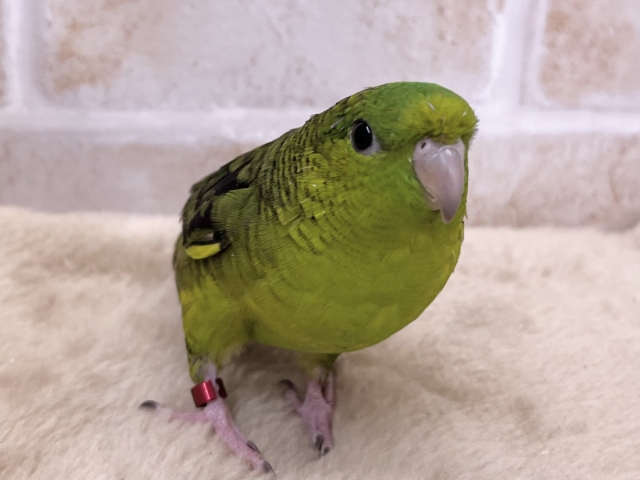 サザナミインコ