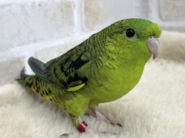 サザナミインコ