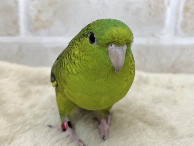 サザナミインコ