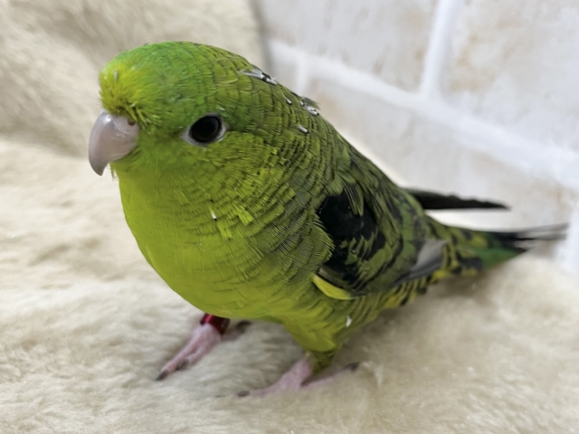 サザナミインコ