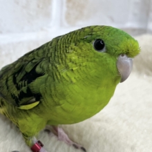 ピーポポ💚ピーポポ💚🎶　サザナミインコ（ノーマル）