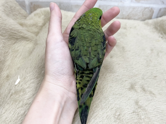 サザナミインコ
