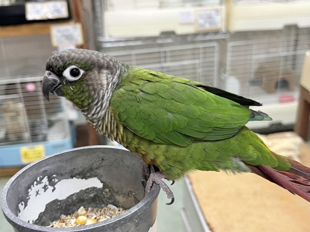 ホオミドリウロコインコ