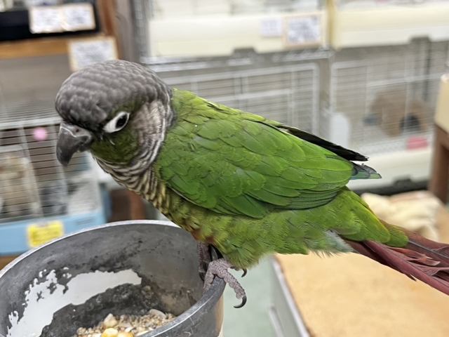 ホオミドリウロコインコ