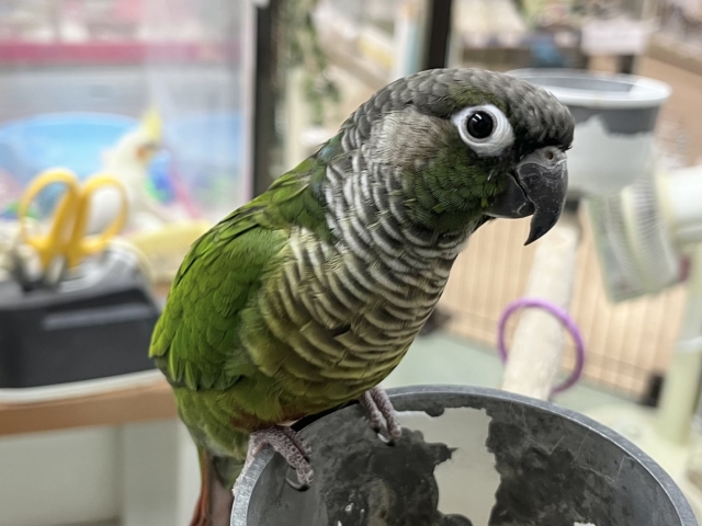 ホオミドリウロコインコ