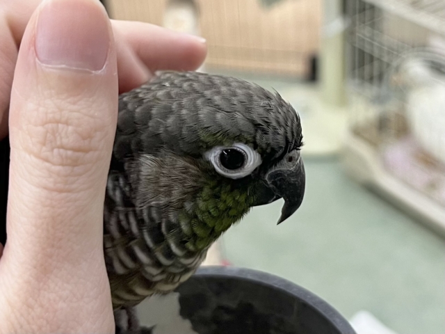 ホオミドリウロコインコ