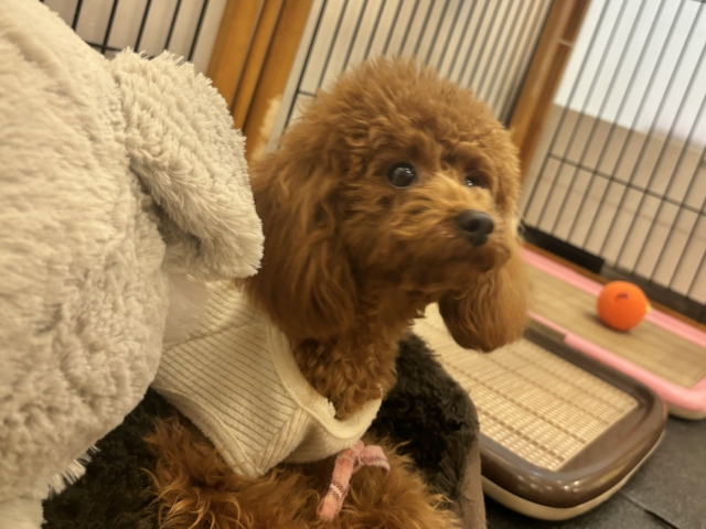 トイプードル