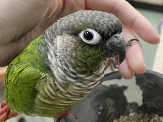 ホオミドリウロコインコ