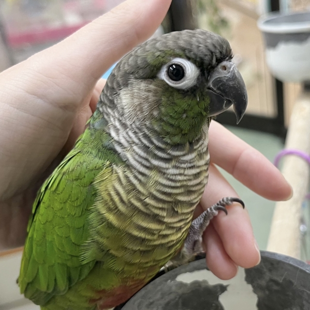 シャイで優しいウロコちゃん🍀✨　ホオミドリウロコインコ（ノーマル）