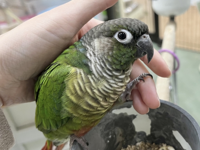 ホオミドリウロコインコ