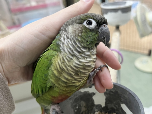 ホオミドリウロコインコ