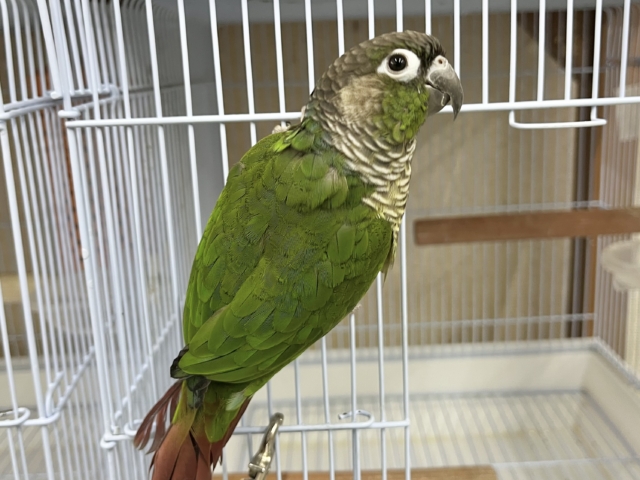 ホオミドリウロコインコ