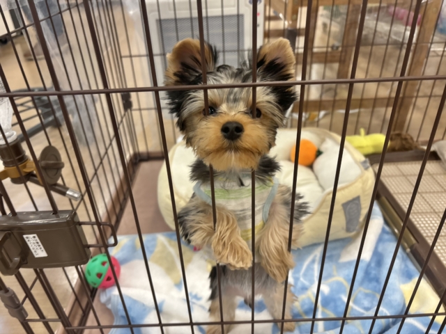 ヨークシャテリア