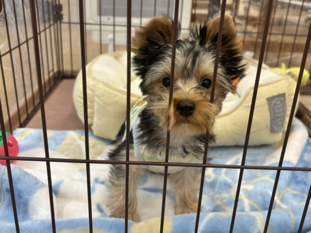 ヨークシャテリア