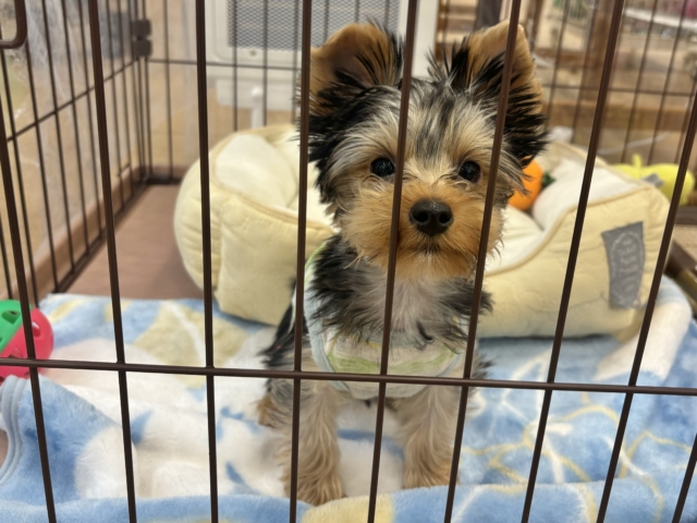 ヨークシャテリア