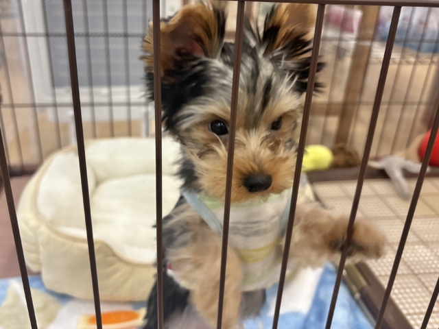 ヨークシャテリア